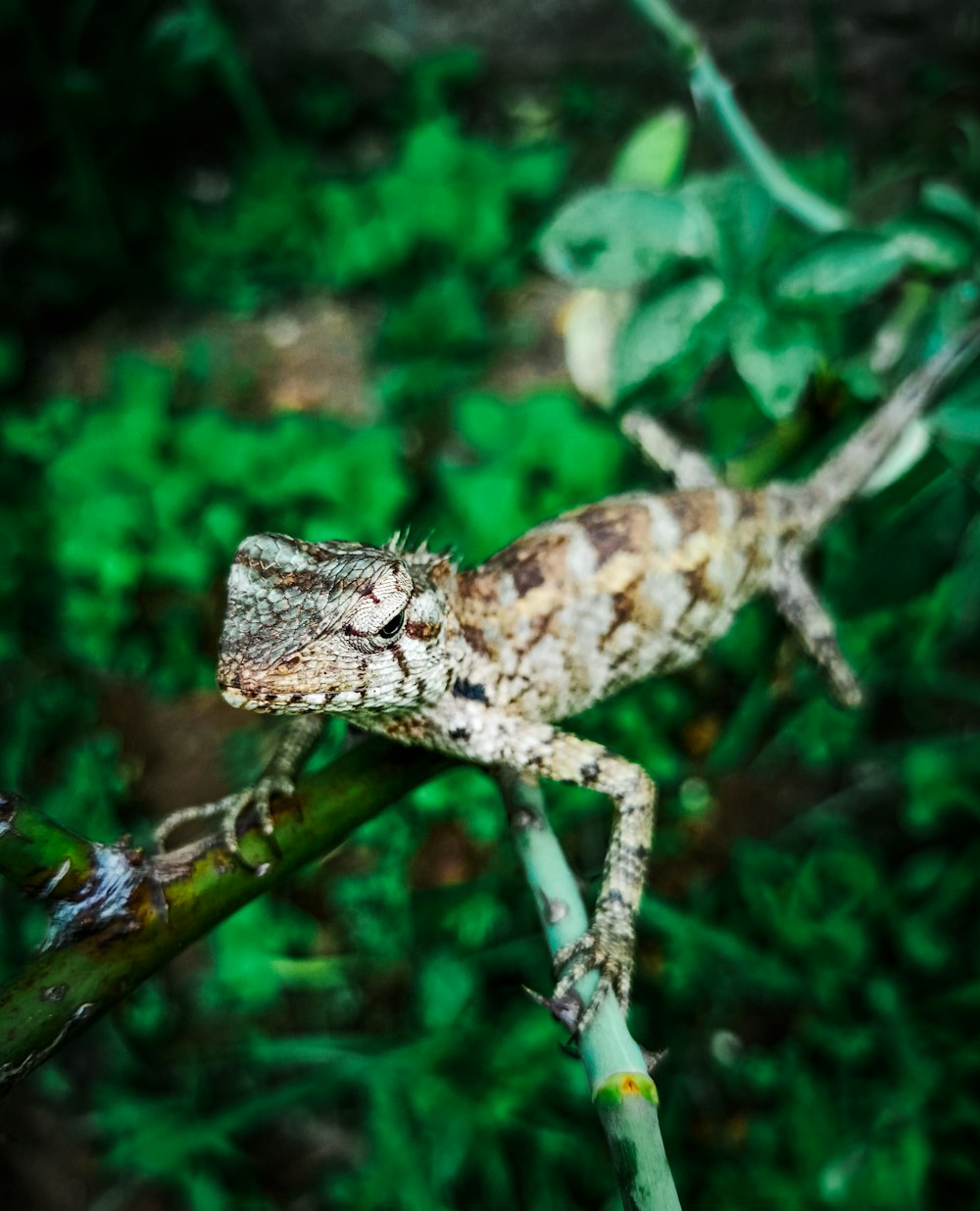 a lizard sitting on top of a green plant