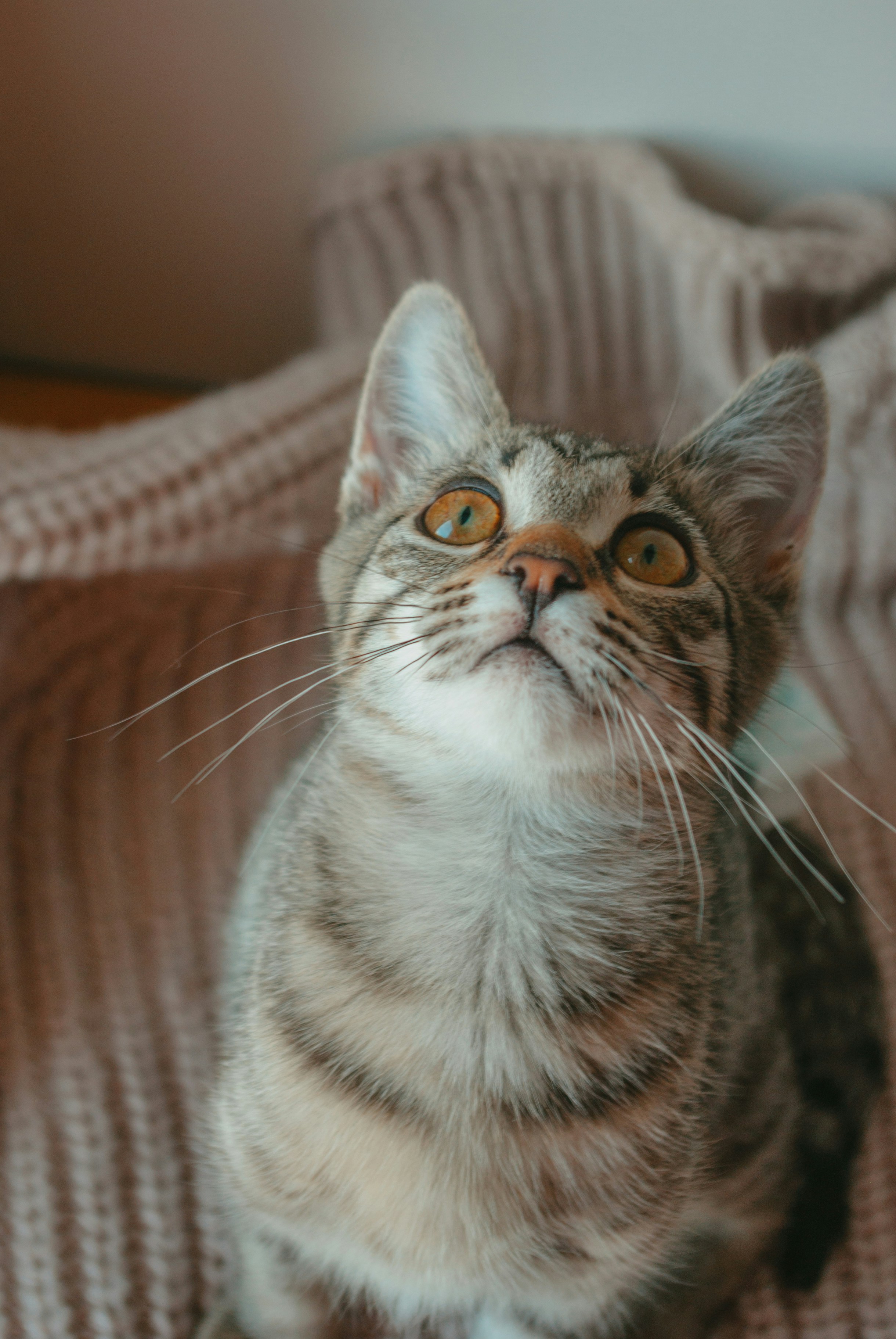 A cat looking out a window at something outside photo – Free Cat Image on  Unsplash, image size:3000x4480