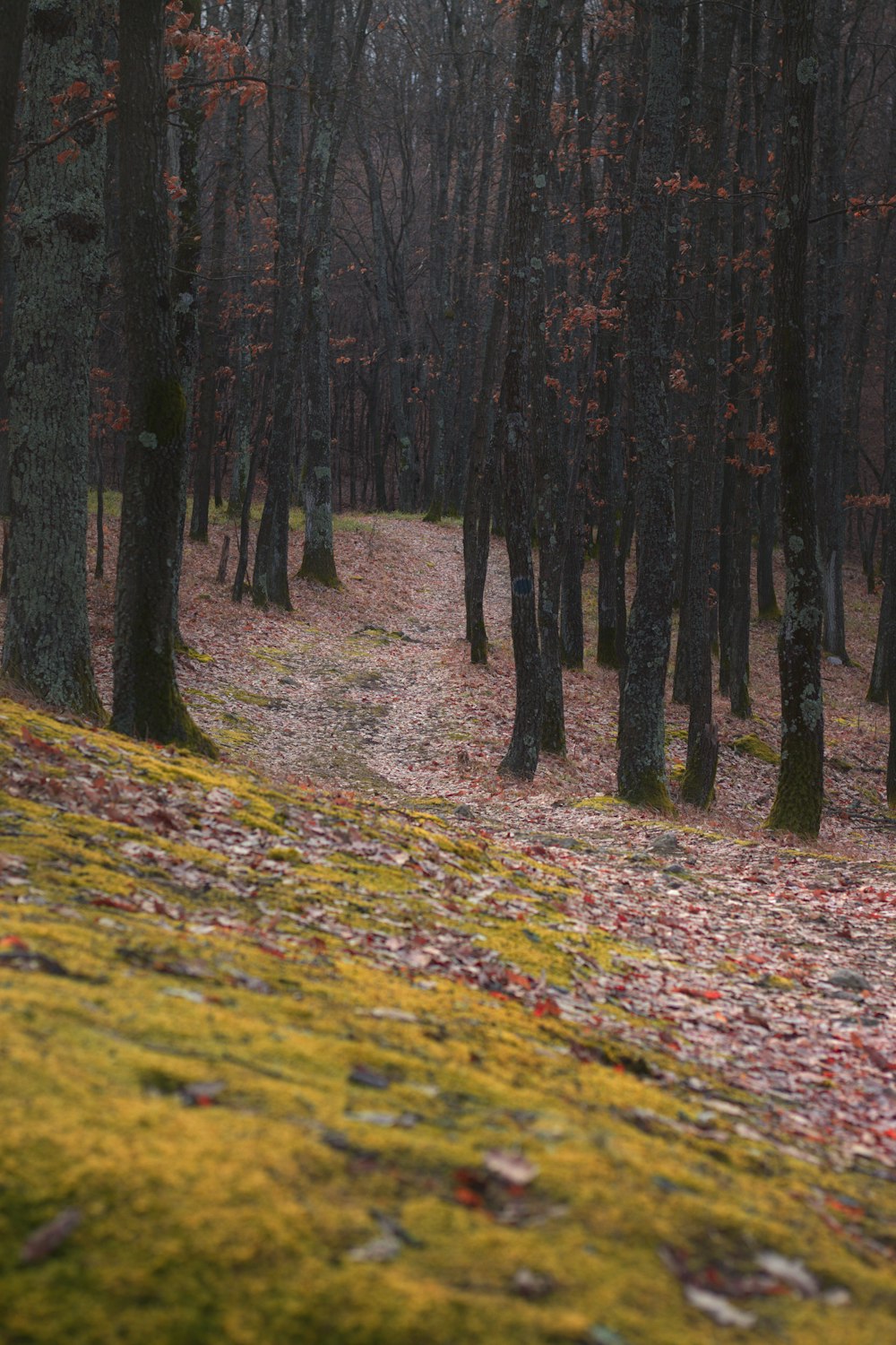 a path in the woods with leaves on the ground