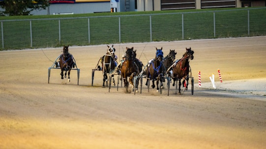 A group of horses is being driven in harness racing sulkies on a dirt track. The horses are galloping forward with their drivers focused on the race. The track is enclosed by a metal fence and there is grassy terrain in the background.