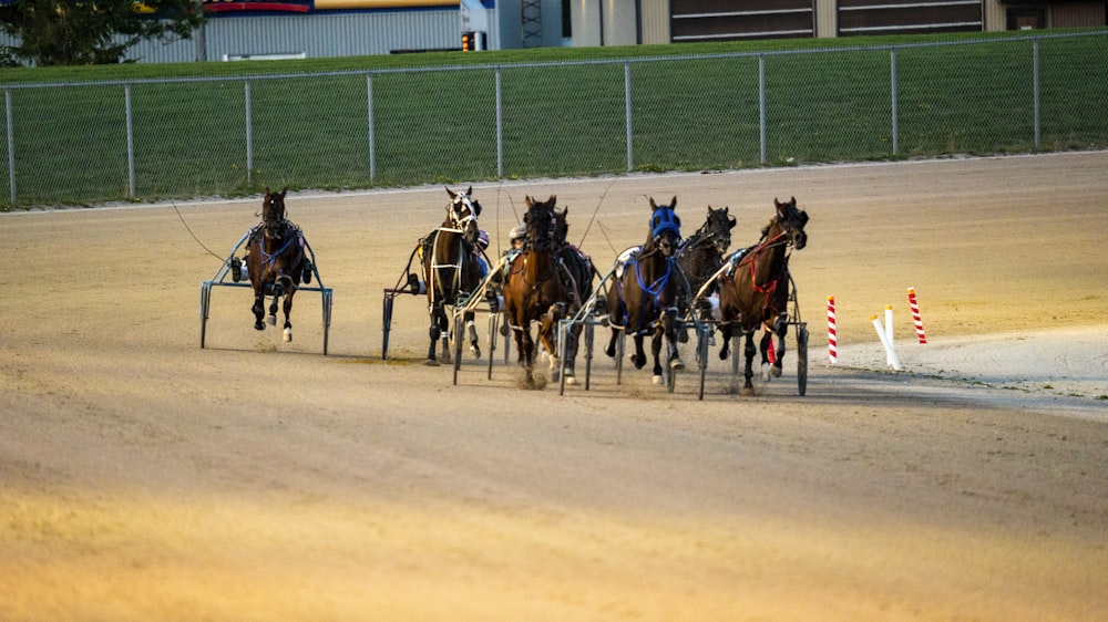 a group of people riding on the backs of horses