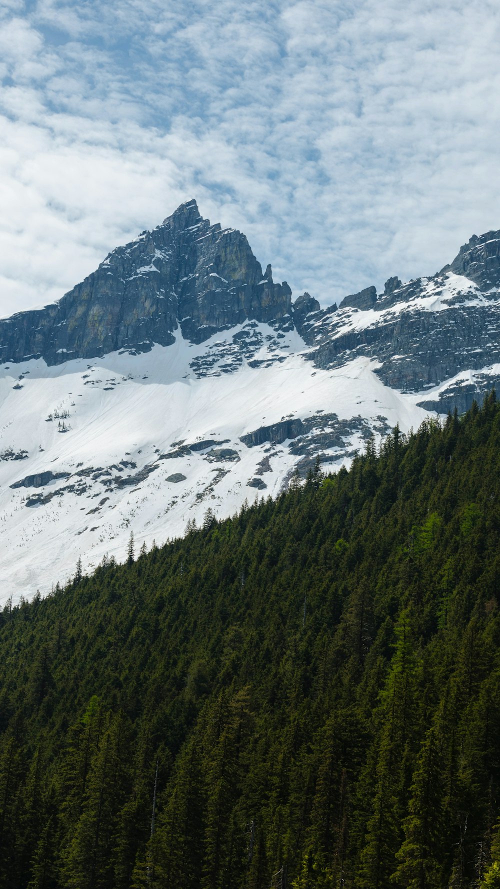 a snow covered mountain with pine trees in the foreground