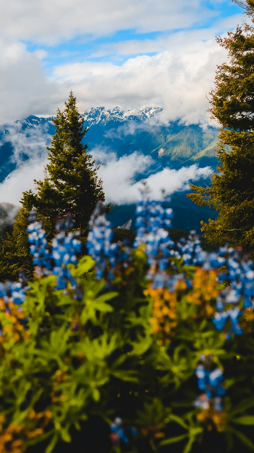 a view of a mountain range with blue flowers in the foreground
