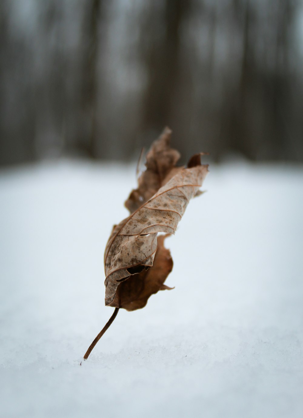 a dried leaf on a snowy surface with trees in the background