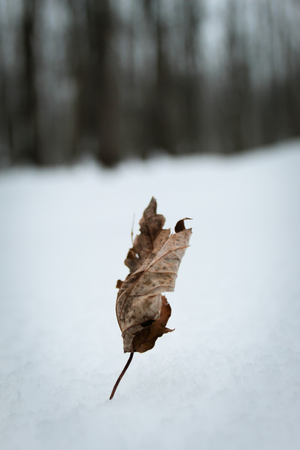 a dried leaf on the ground in the snow