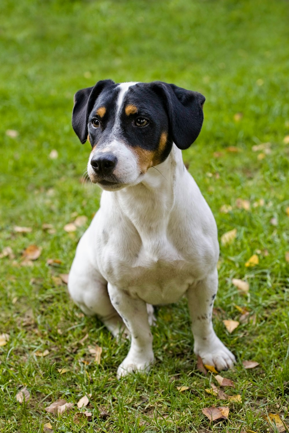 a black and white dog sitting on top of a lush green field