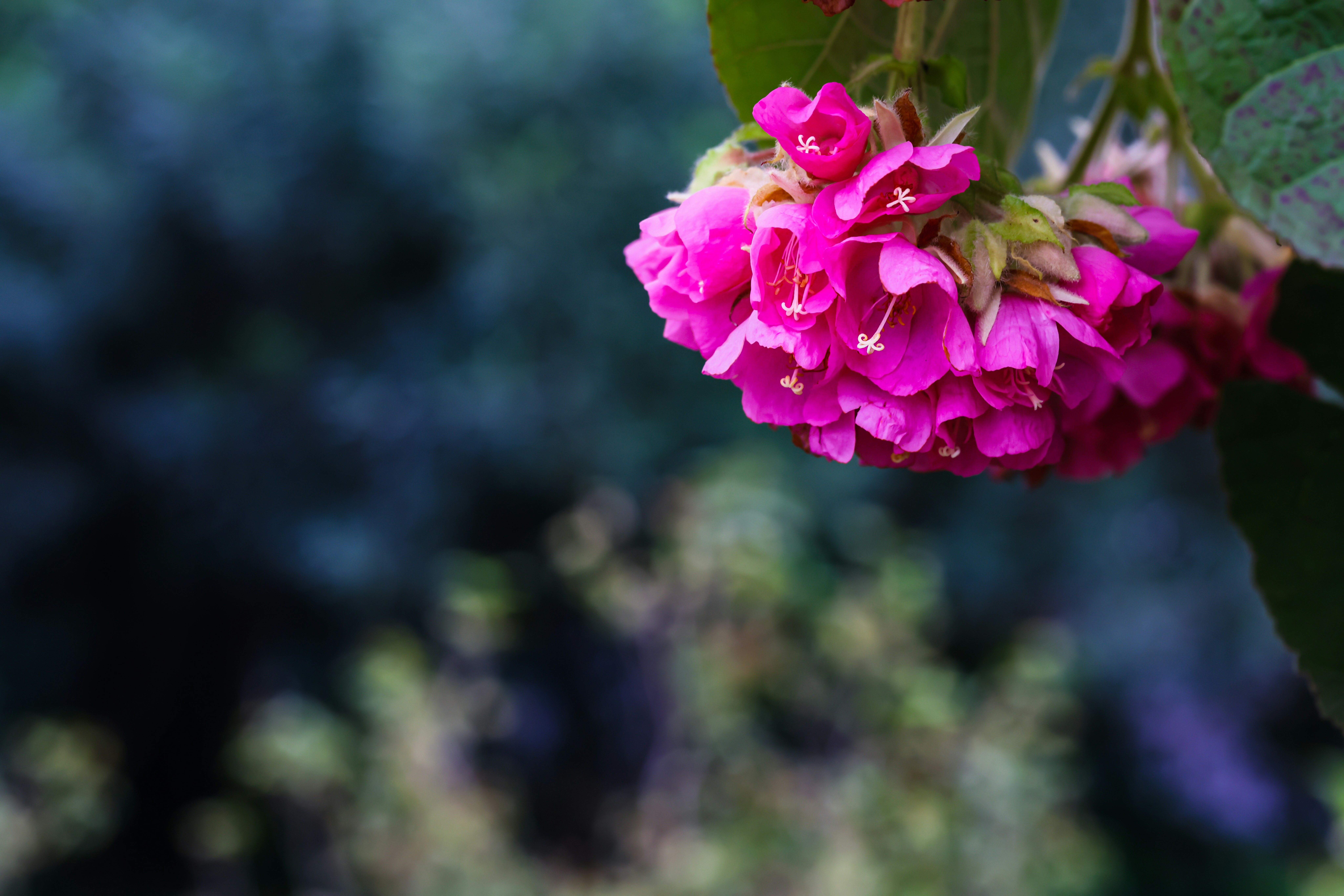 Photo by dickenslin76