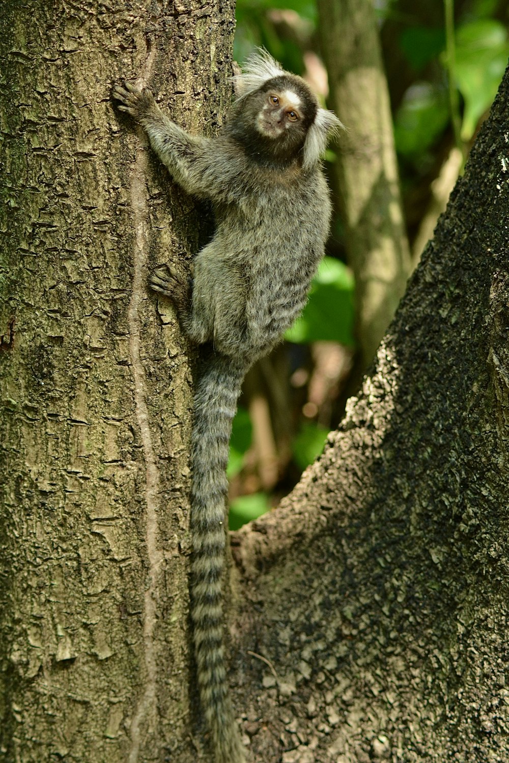 um pequeno animal subindo ao lado de uma árvore