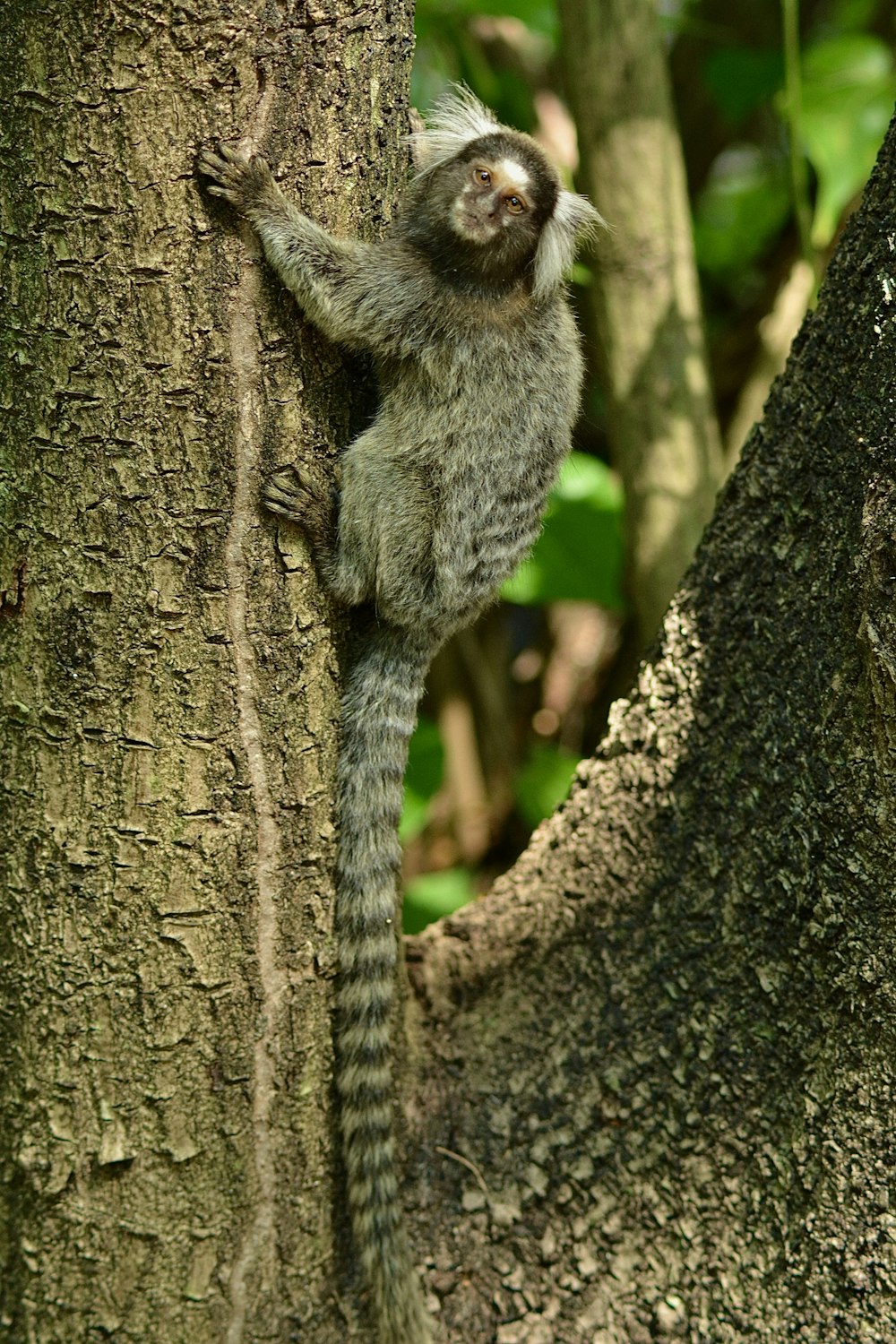 a small animal climbing up the side of a tree