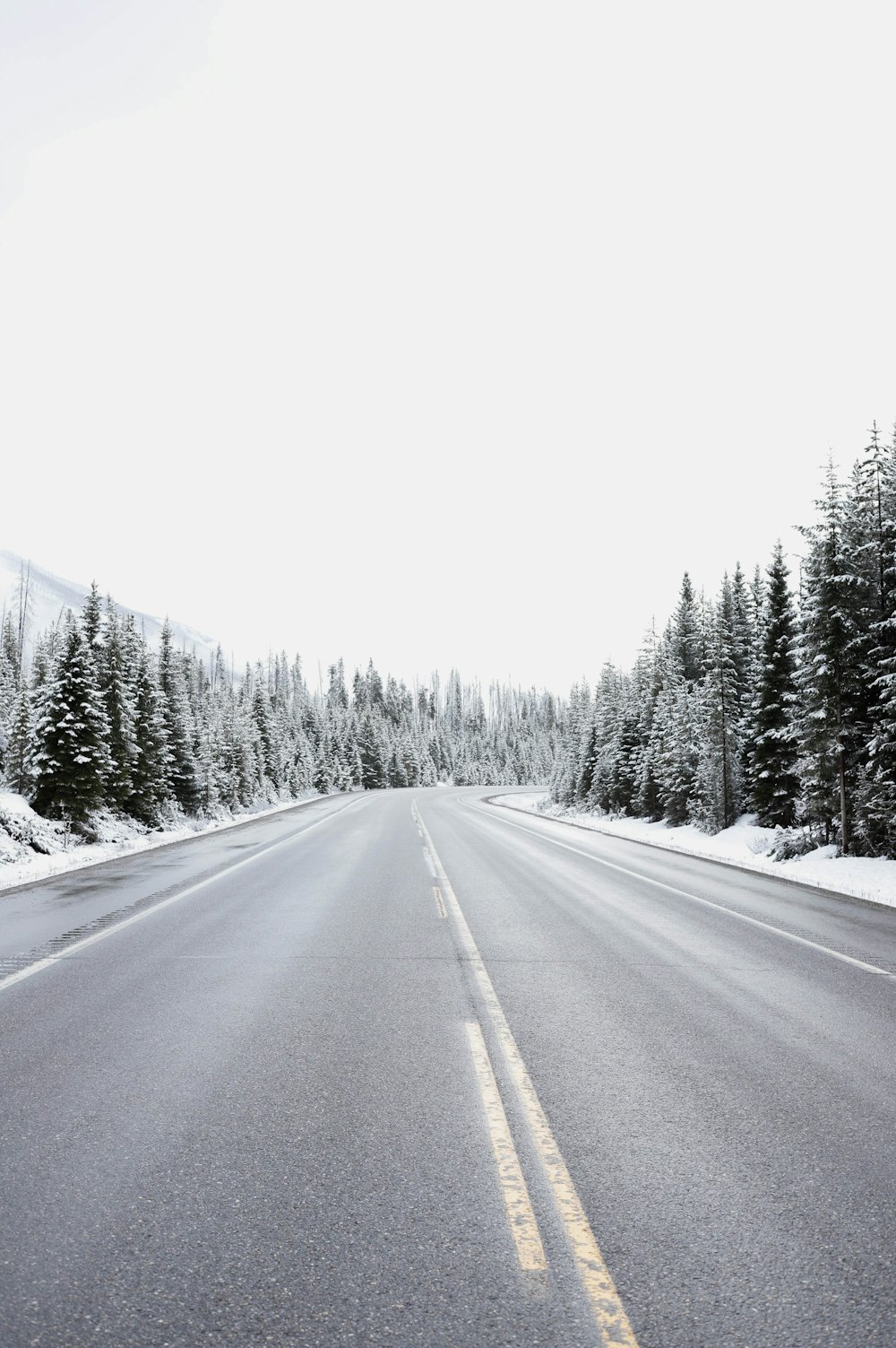 a long road with trees and snow on both sides