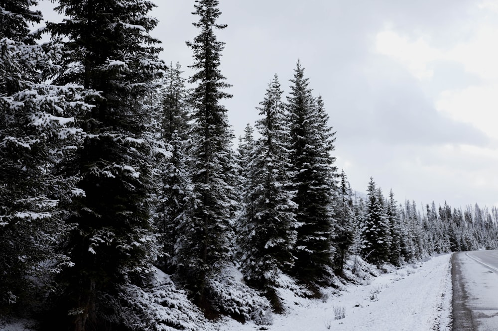 a snow covered road surrounded by tall pine trees