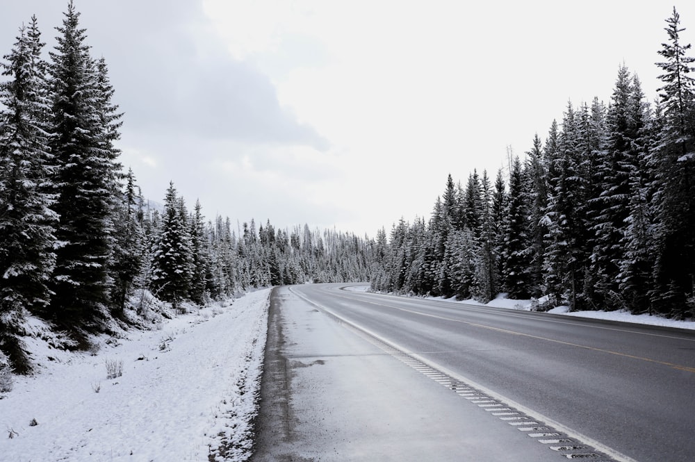 a snow covered road surrounded by pine trees