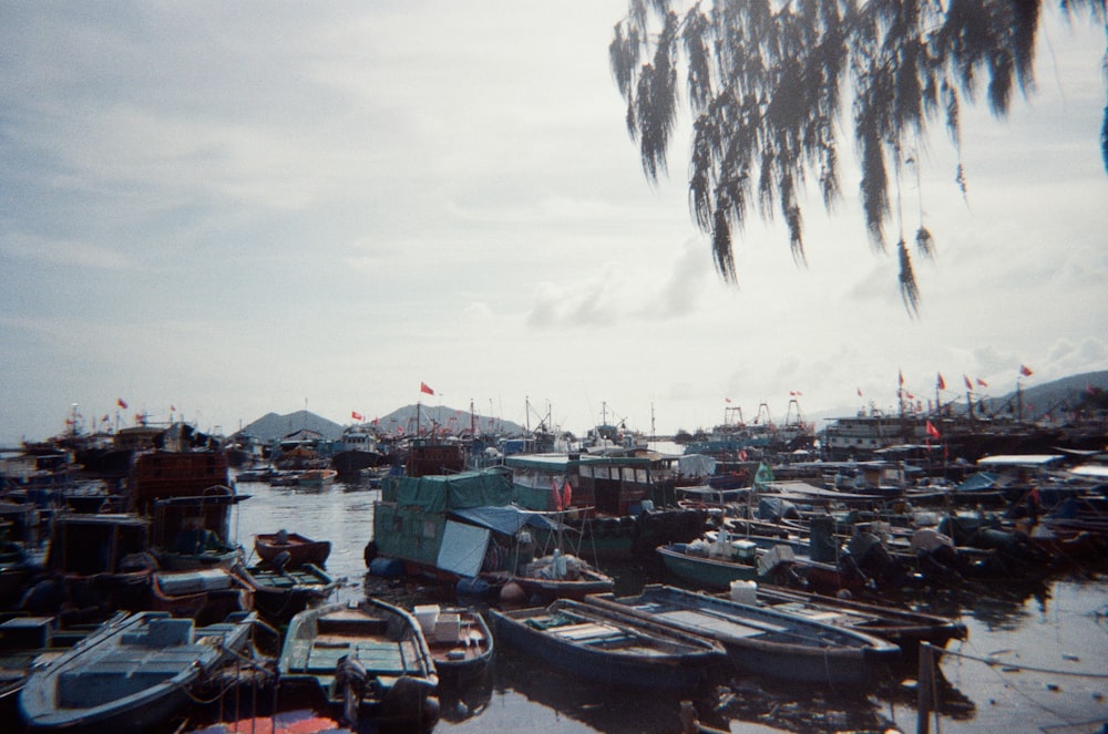 a harbor filled with lots of boats under a tree