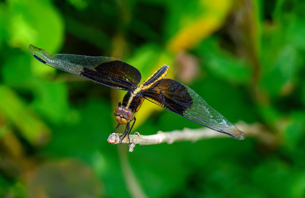 a couple of dragonflies sitting on top of a leaf