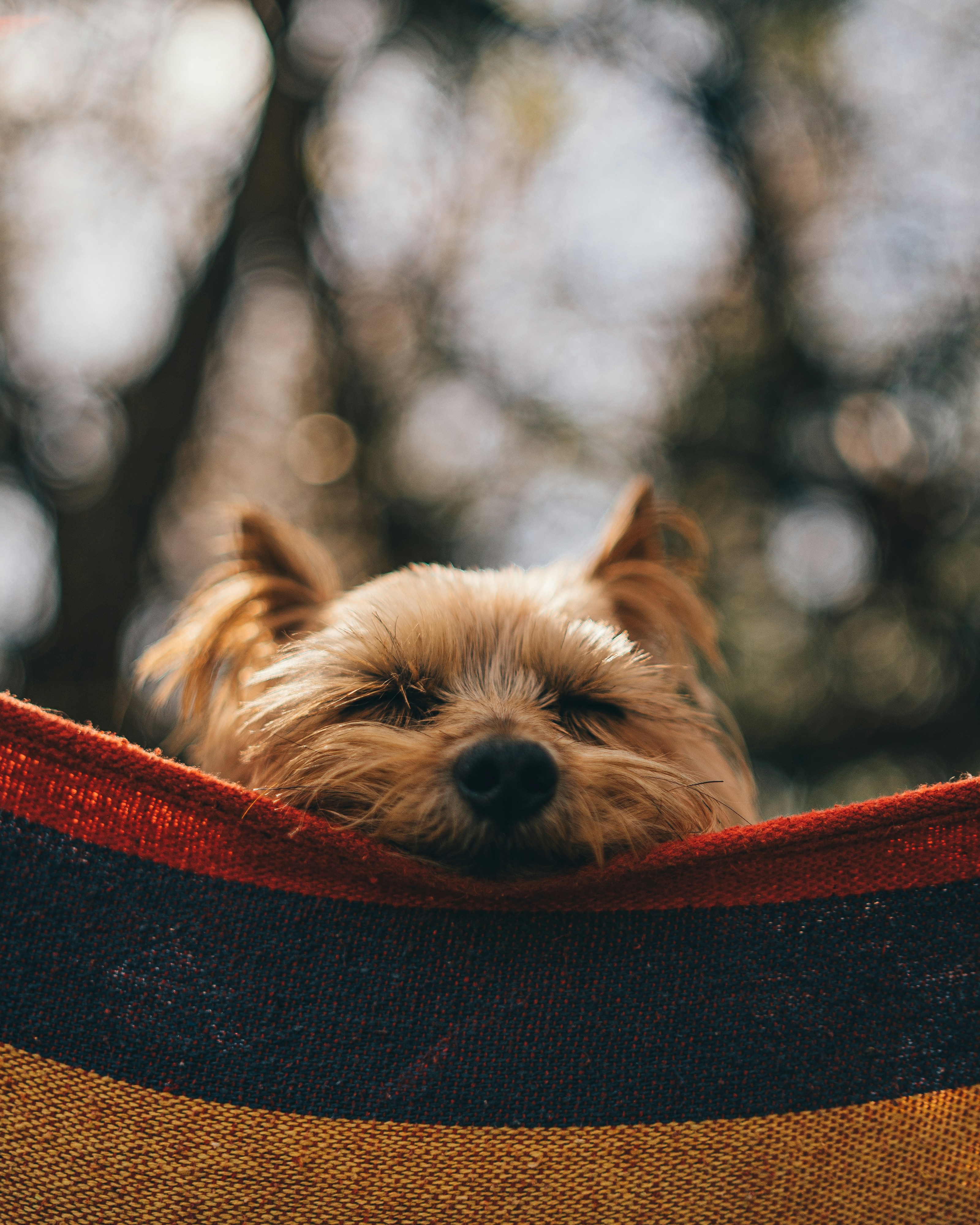 Photo by khodzinskyi