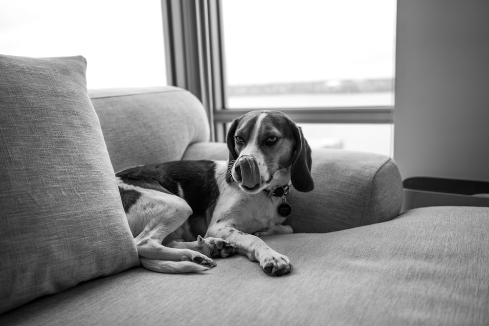 a black and white photo of a dog laying on a couch