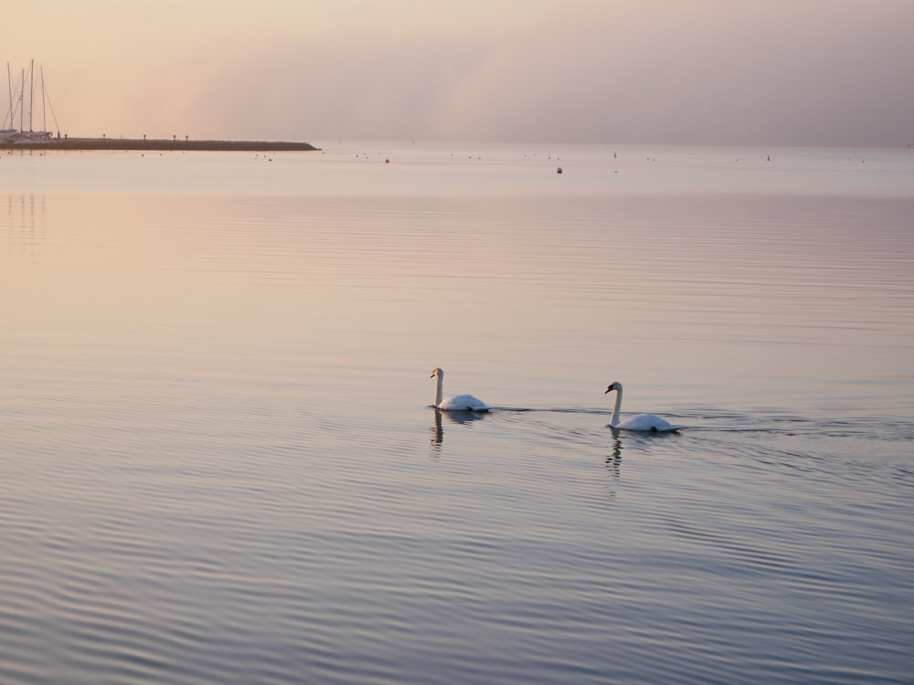 two swans swimming in a large body of water
