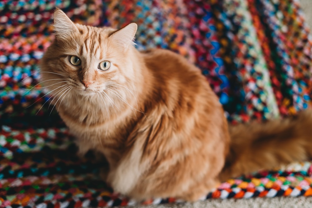 a cat is sitting on a multicolored blanket