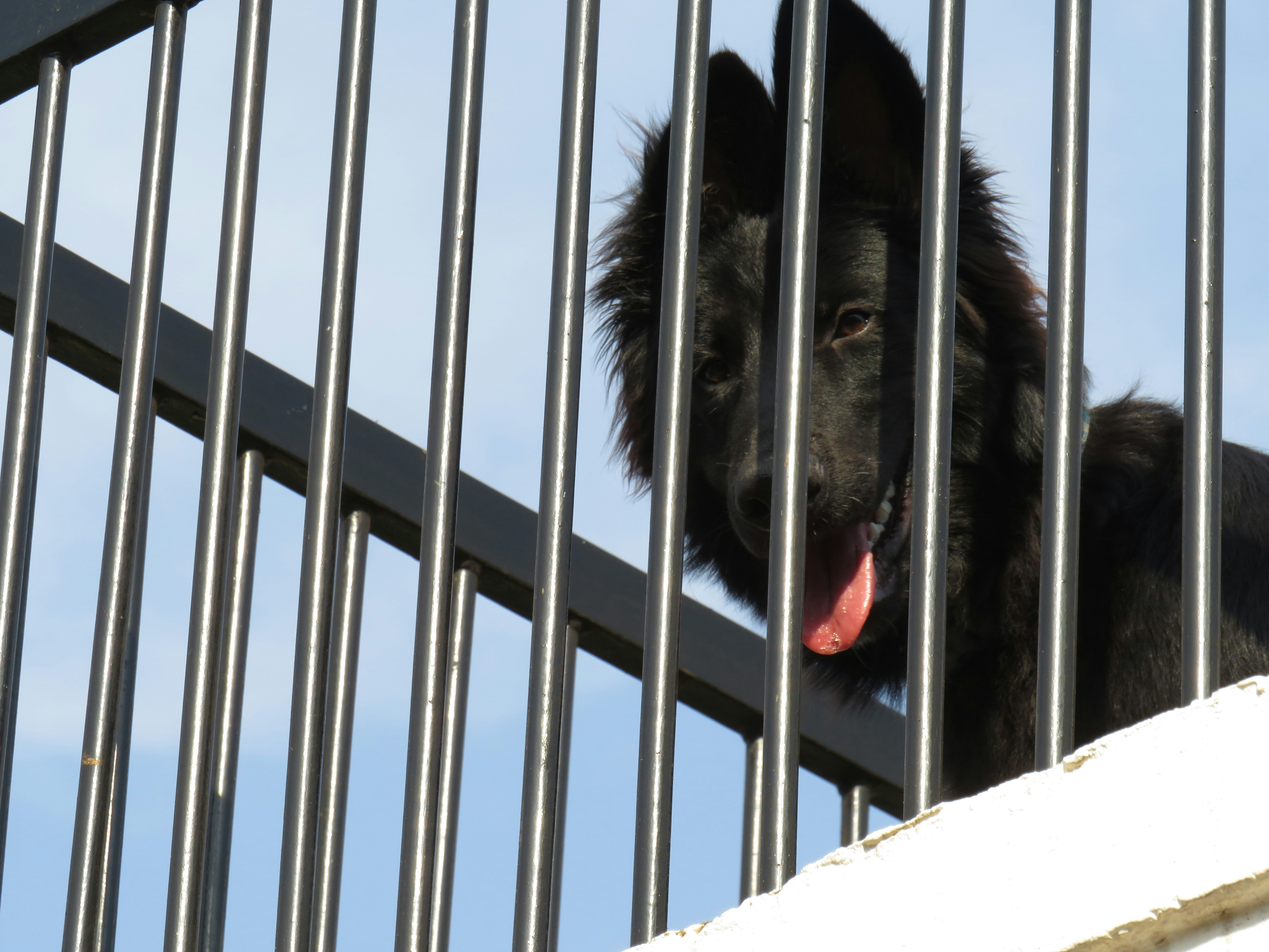 a black dog sticking its head out of a metal fence