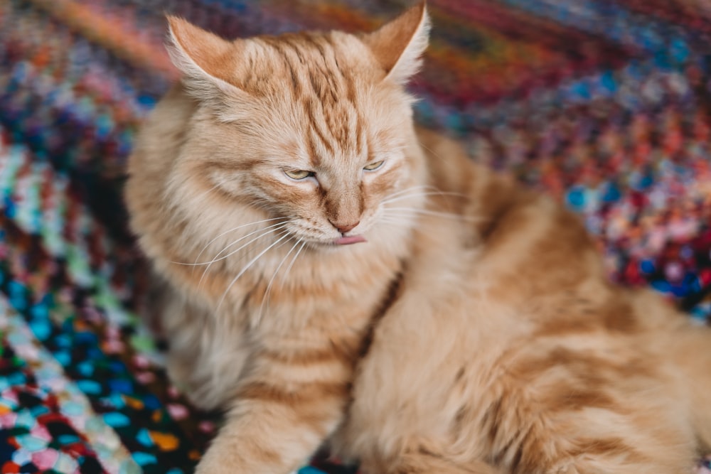 an orange cat is sitting on a colorful blanket