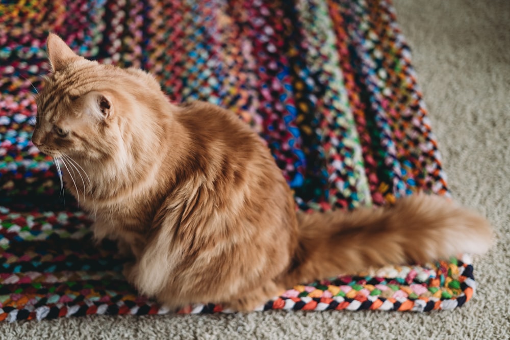 a cat sitting on a rug on the floor