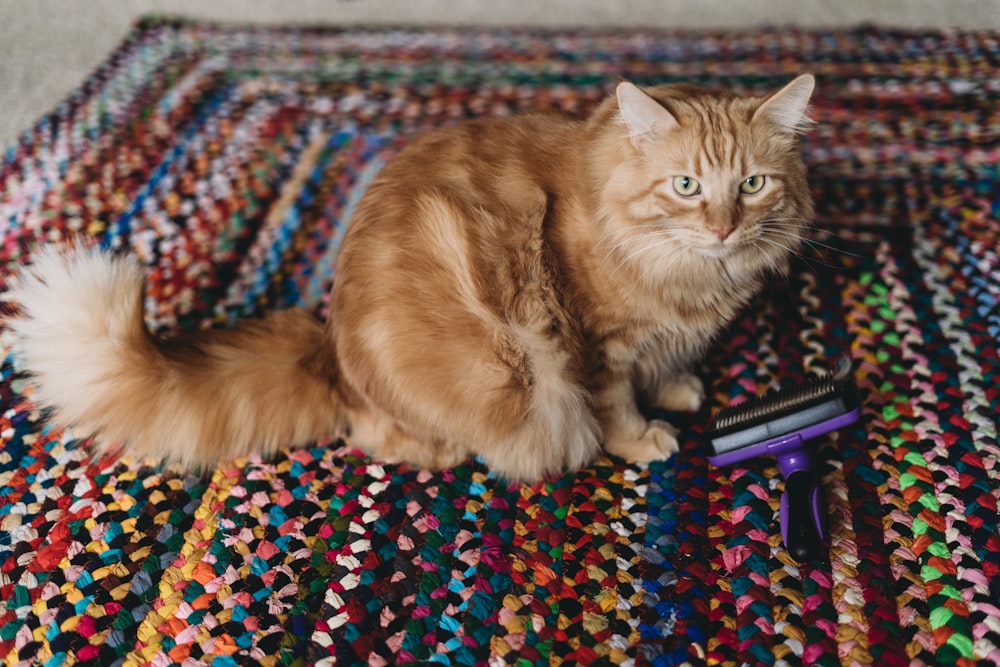 a cat sitting on top of a multicolored rug