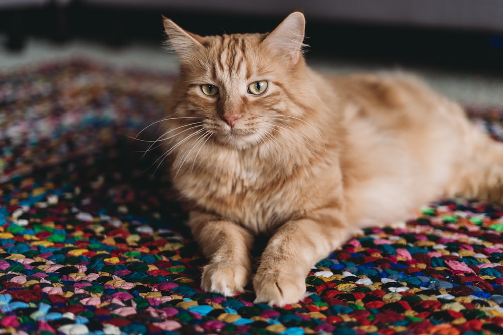 an orange cat laying on a colorful rug