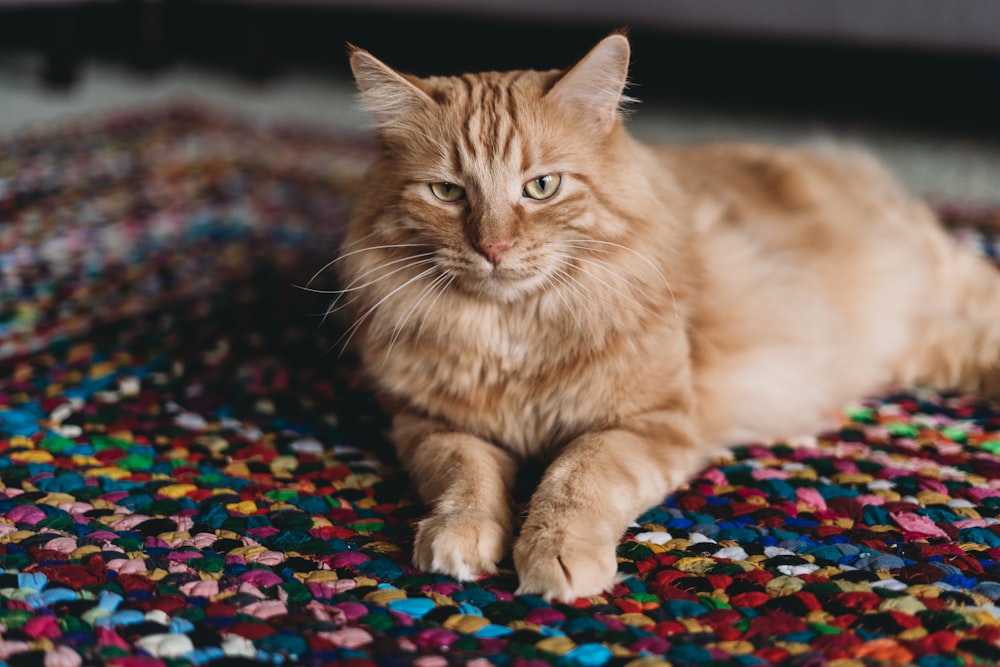 an orange cat laying on a colorful rug