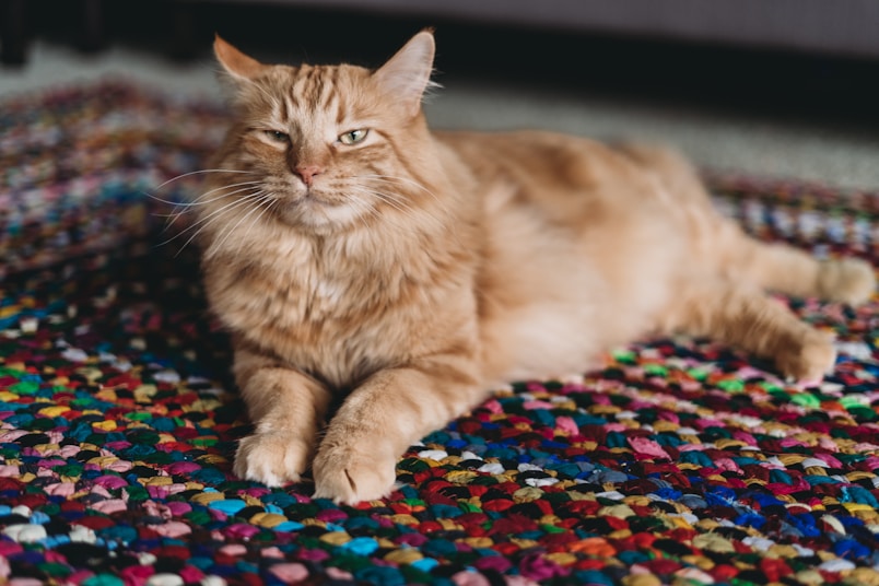 an orange cat laying on a colorful rug