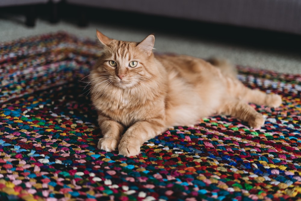 a cat laying on a colorful rug on the floor