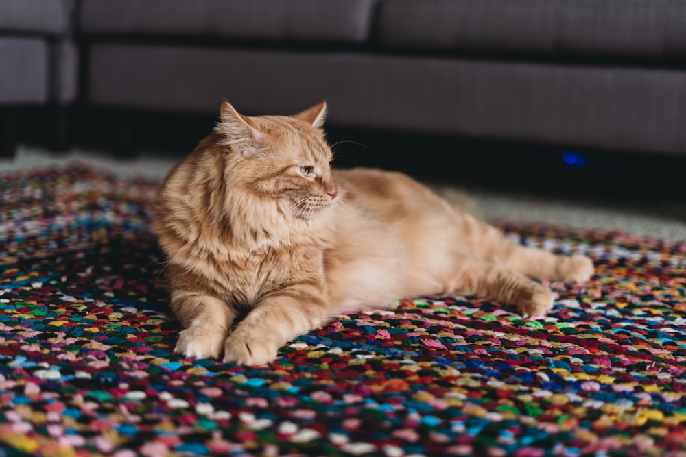 a cat laying on a rug in a living room