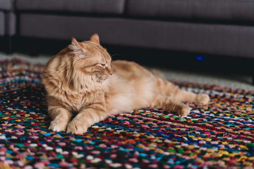a cat laying on a colorful rug in a living room