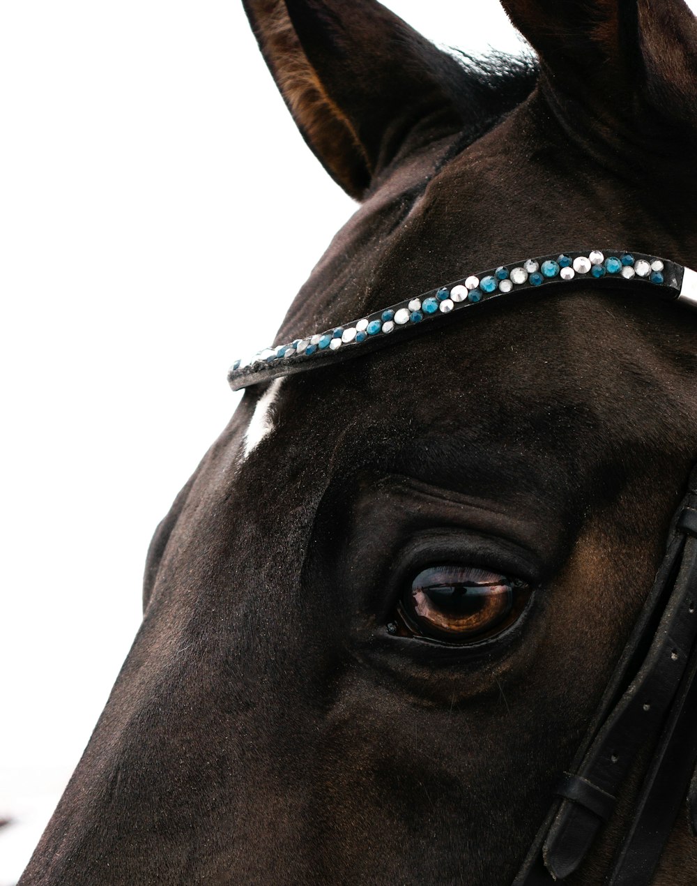 a close up of a horse's head wearing a bridle