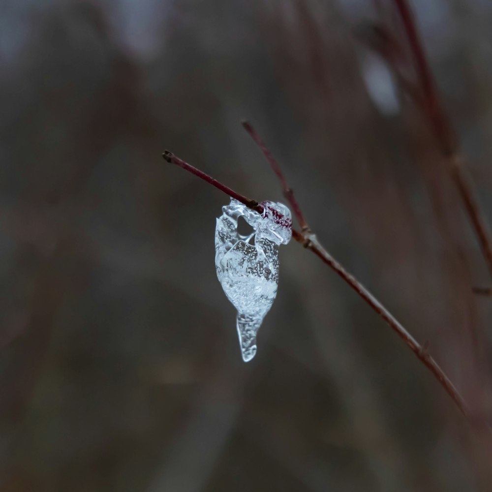 a close up of a leaf with ice on it