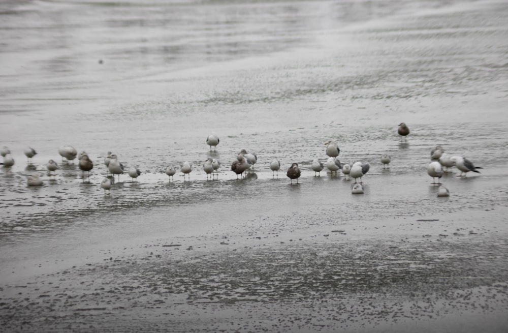 a flock of birds standing on top of a wet beach