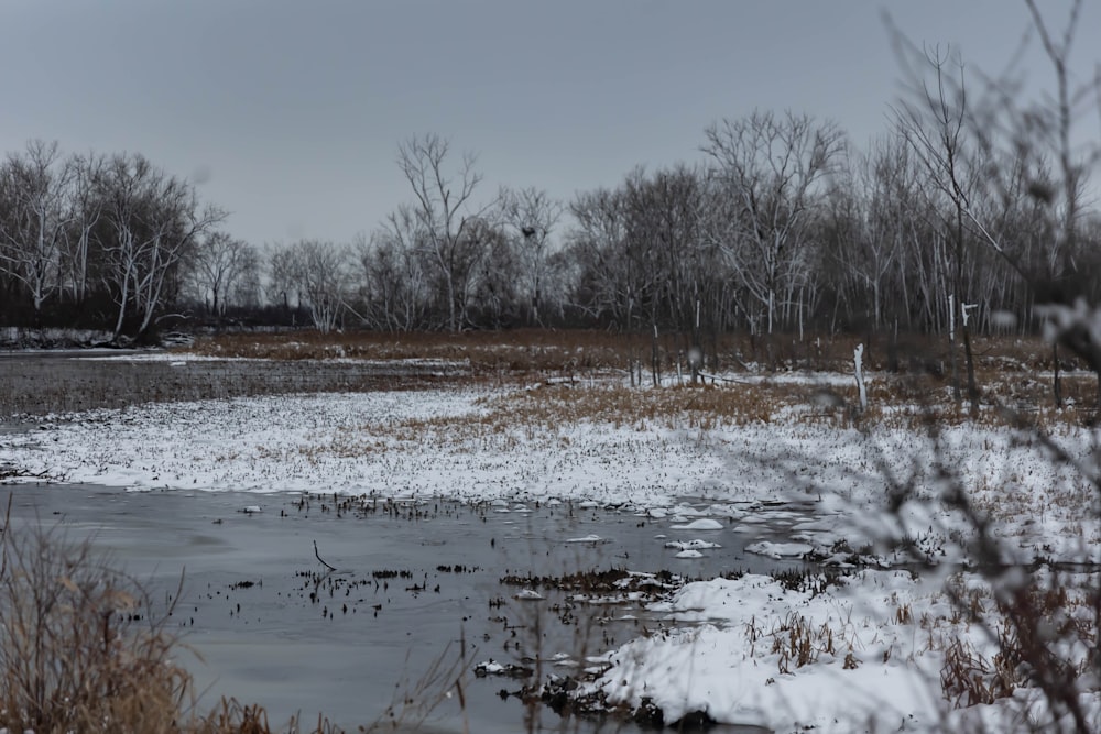 a small pond surrounded by snow and trees