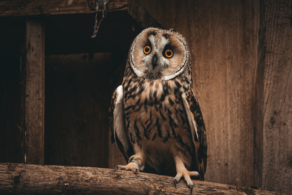 an owl is perched on a log in a barn