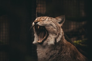 A wild feline is captured mid-yawn or roar, displaying its sharp teeth and wide open mouth. The background is dark, possibly with a cage or grid-like structure, giving a sense of captivity or enclosure.