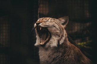 A wild feline is captured mid-yawn or roar, displaying its sharp teeth and wide open mouth. The background is dark, possibly with a cage or grid-like structure, giving a sense of captivity or enclosure.