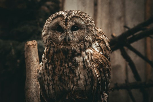 A tawny owl is perched on a branch, surrounded by dim, atmospheric lighting. The owl's feathers display a mix of brown and white patterns, and its large, dark eyes peer forward. The background consists of blurred natural elements and wooden textures, adding to the rustic and serene setting.