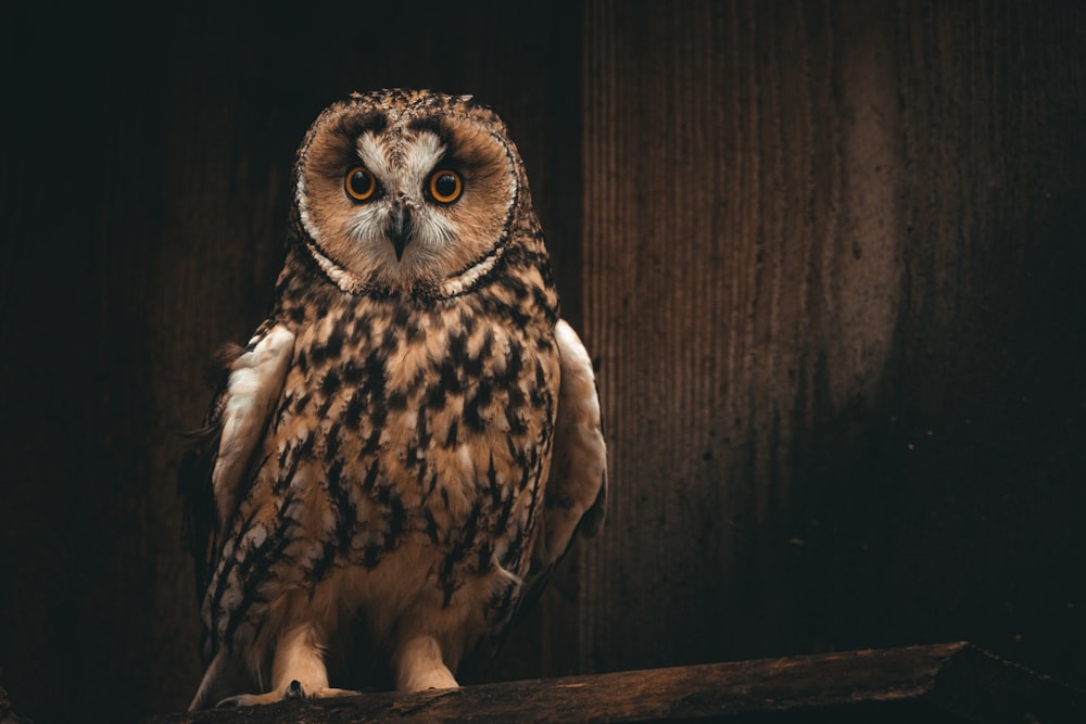 an owl is sitting on a branch in a dark room