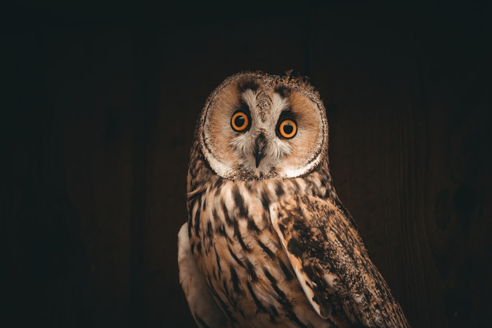 an owl is sitting on top of a table