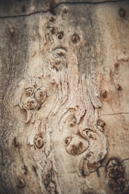 a piece of wood that has been cut in half