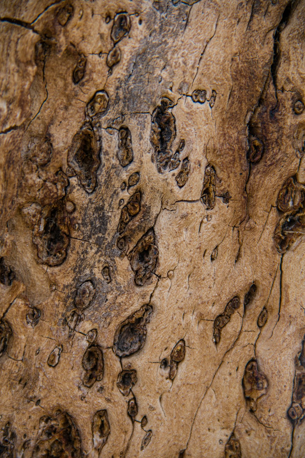 a close up of a tree trunk with many small holes in it