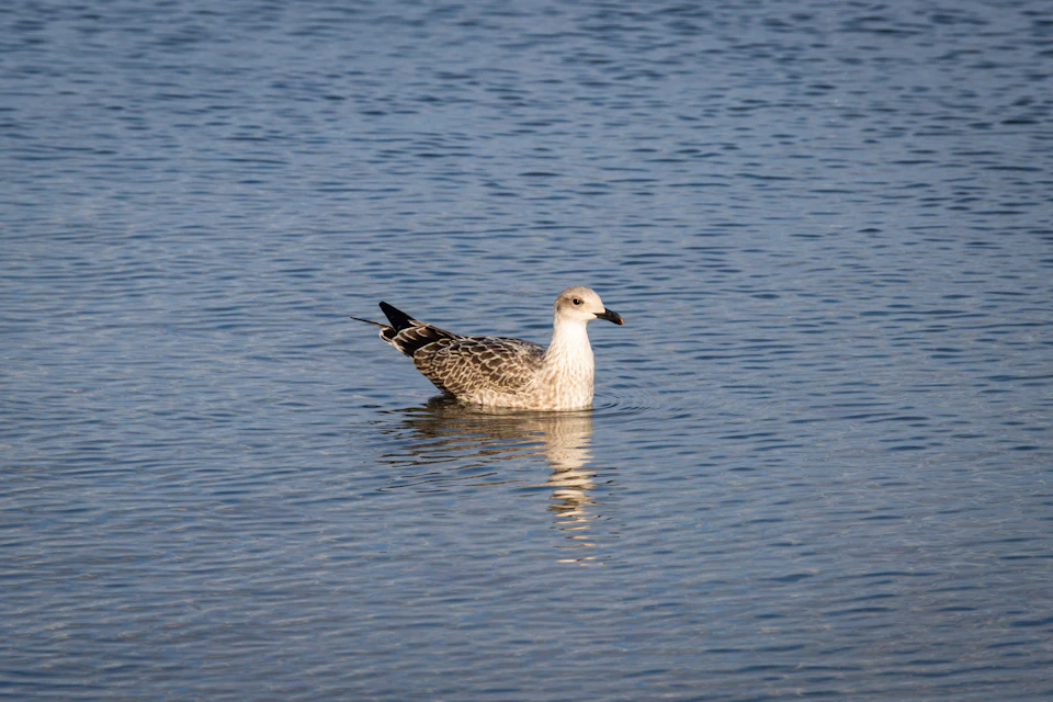 Bird swims in calm lake waters, surrounded by clear blue sky with scattered clouds