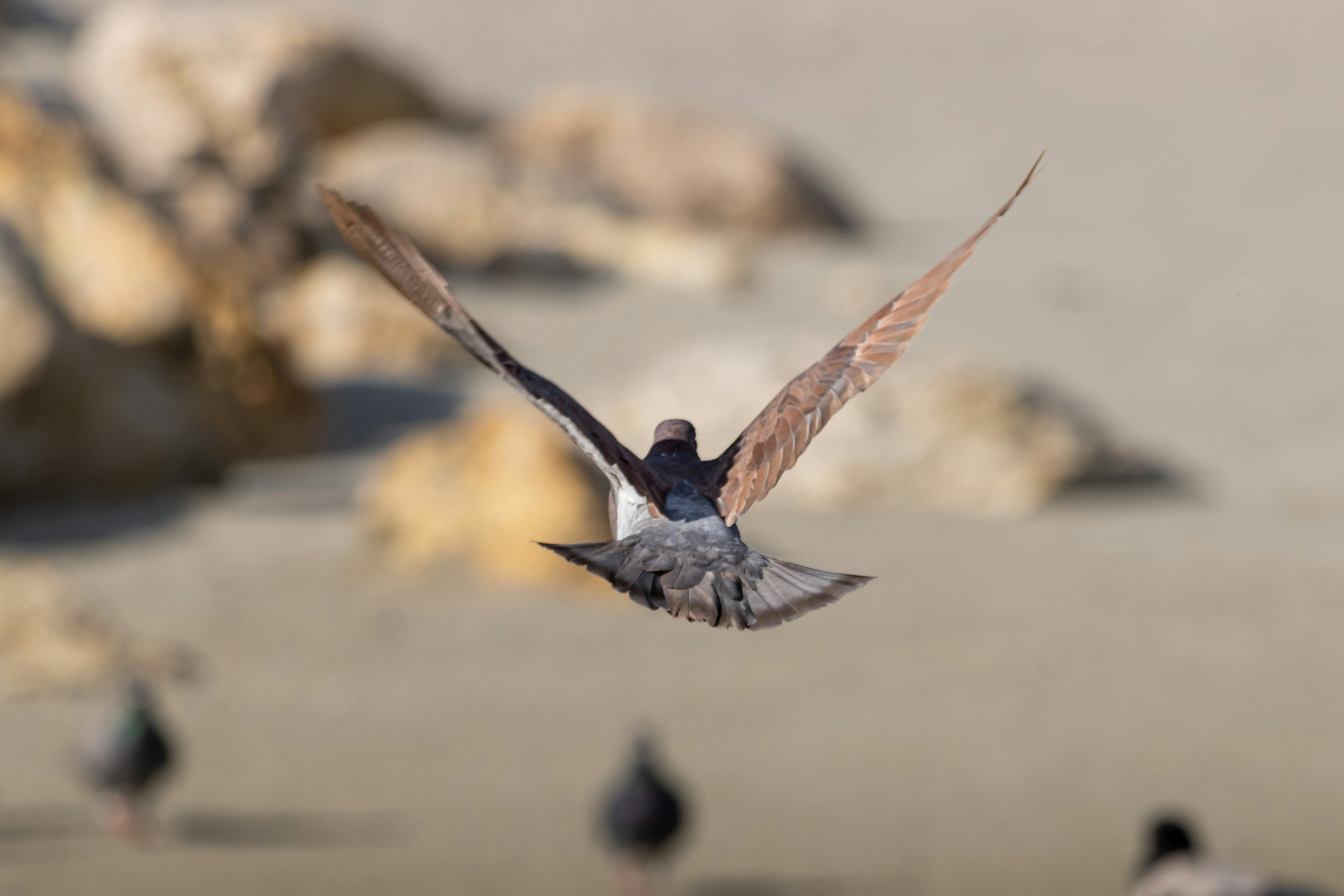 Photo by mechaowlstudios