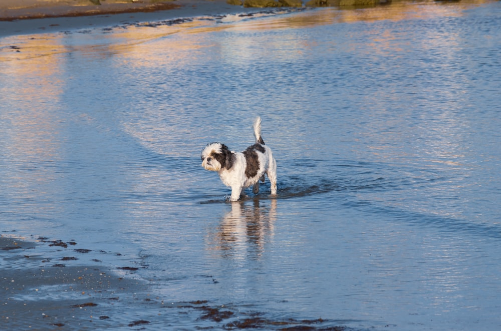 a dog is walking in the shallow water