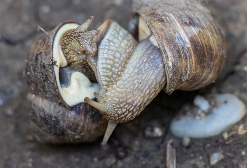 a close up of two snails on the ground