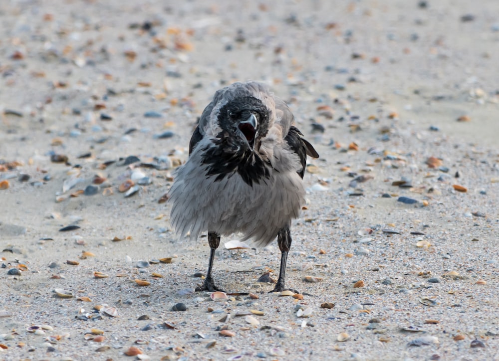 a small bird standing on top of a sandy beach