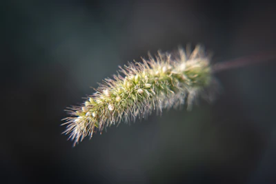 a close up of a plant with a blurry background